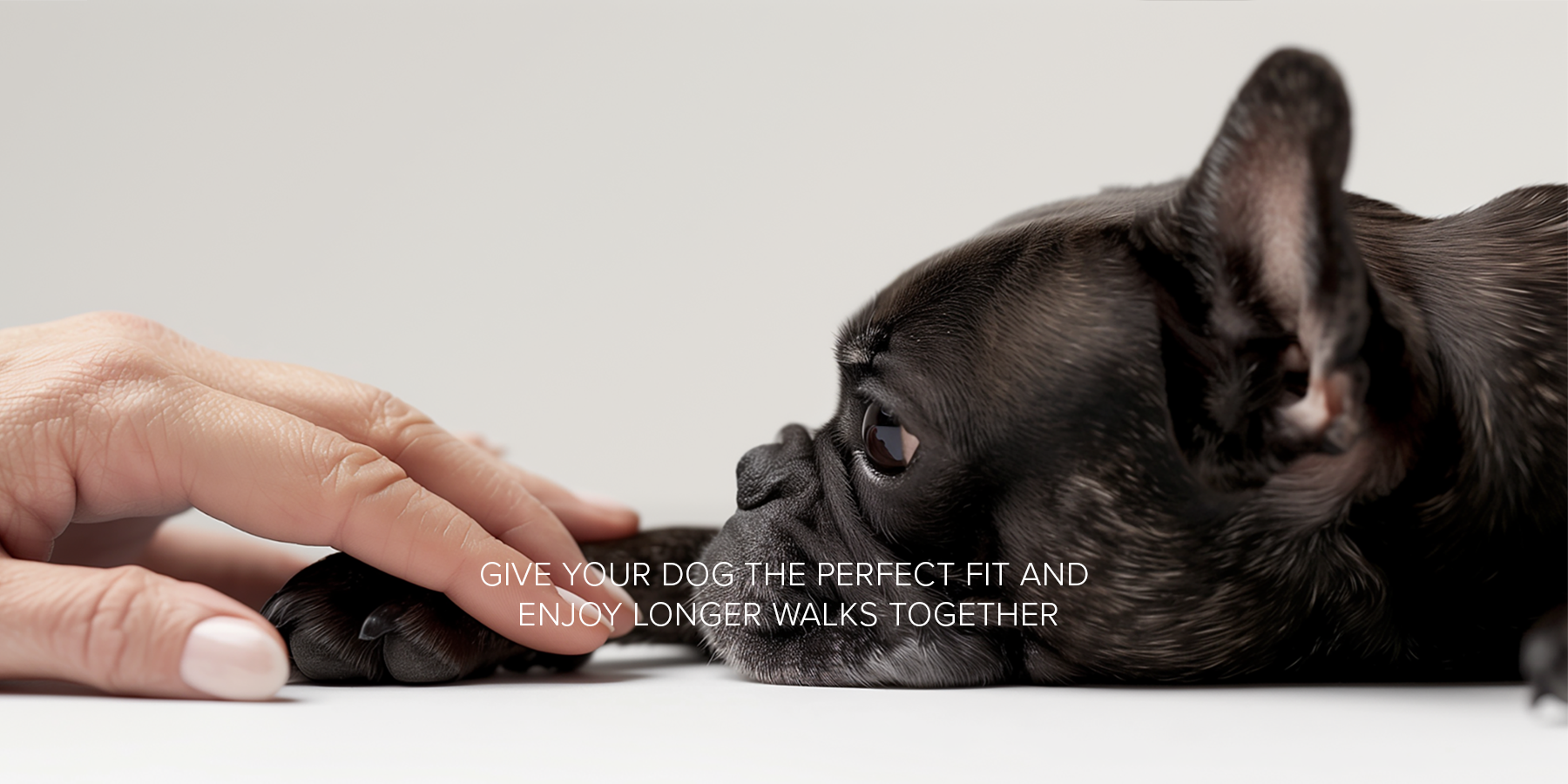French bulldog lying on a white surface with a hand petting it, against a light gray background.