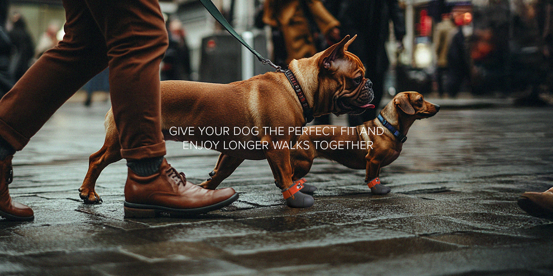 french bulldog and Dachshund wearing custom made dog boots on a wet pavement.