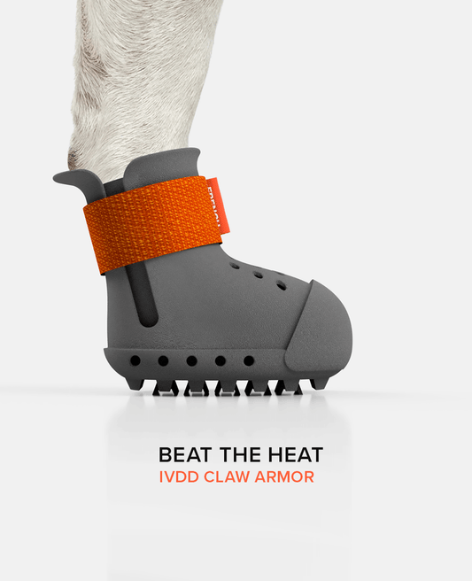 IVDD warrior dog shoe summer side view