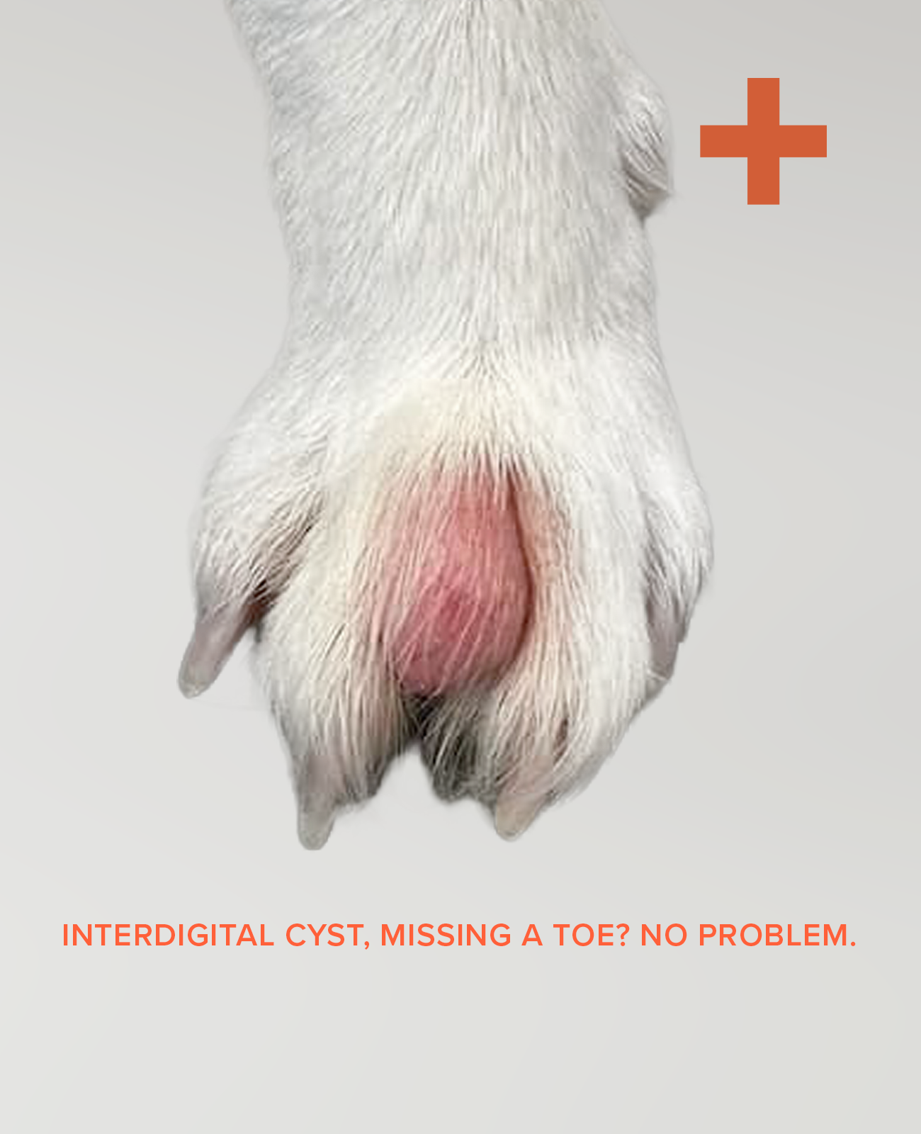 BARK & SOLE custom dog shoes and interdigital cyst