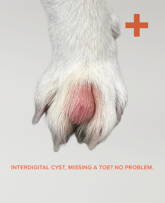 BARK & SOLE custom dog shoes and interdigital cyst