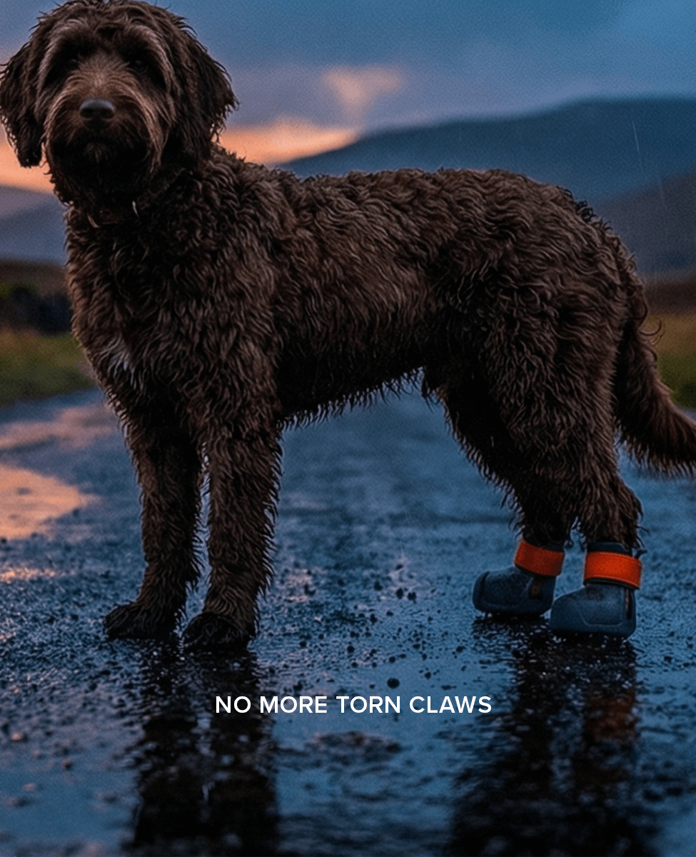Labradoodle wearing BARK and SOLE custom dog shoes