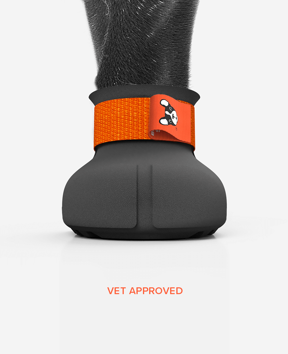 Custom dog shoe front view