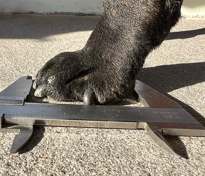 French bulldogs paw lenght being measured with caliper