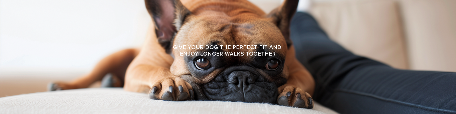 French bulldog lying on a couch with custom dog shoe text on top