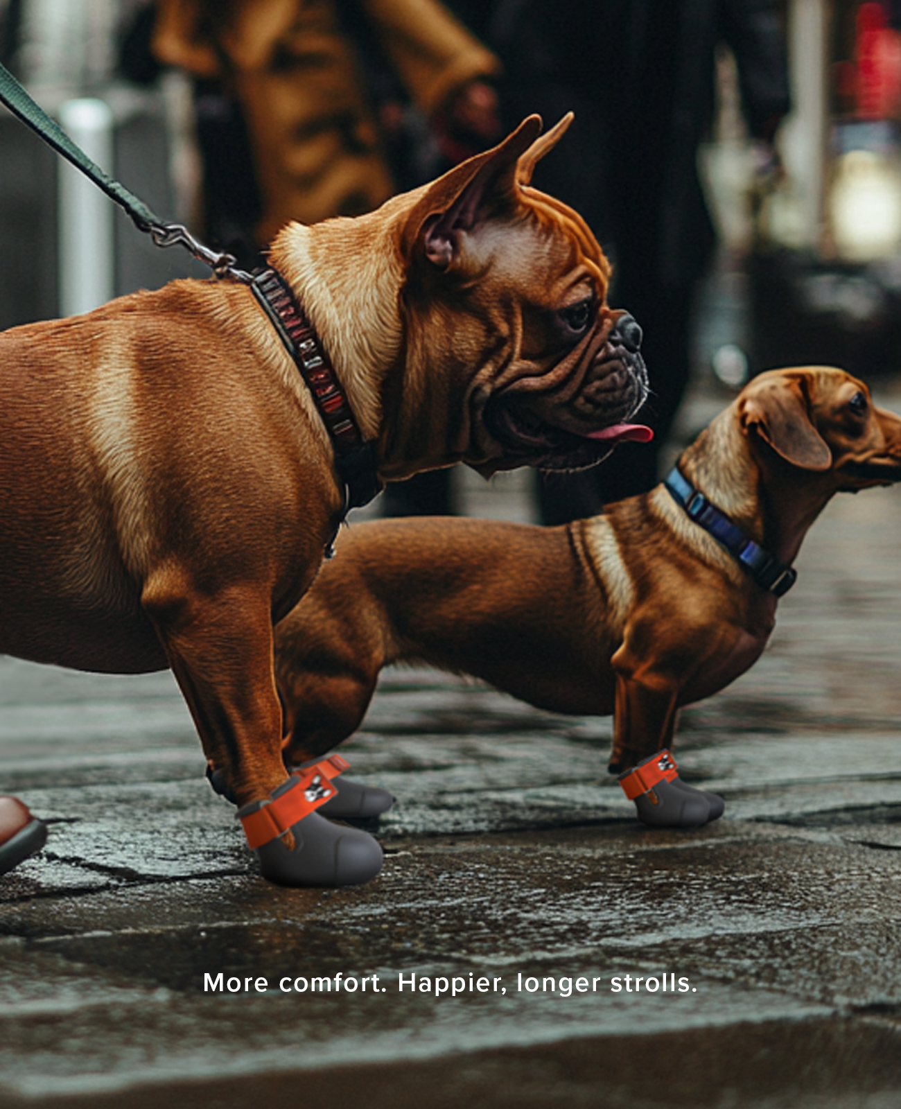 Two dogs wearing custom dog shoes on a wet pavement.