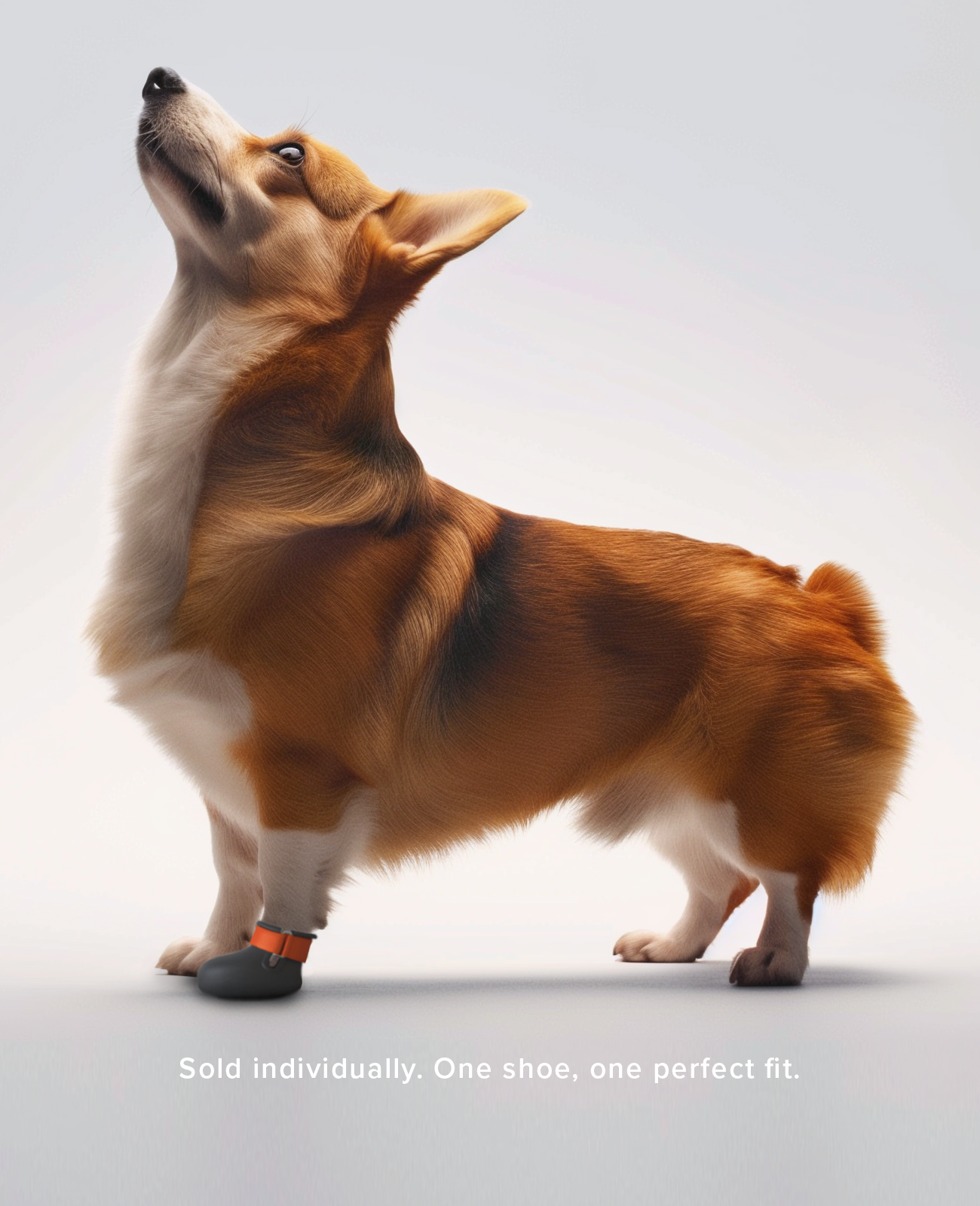 Corgi wearing custom dog boot on a light gray background