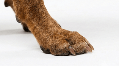 Staffy paw analysis for custom dog shoes