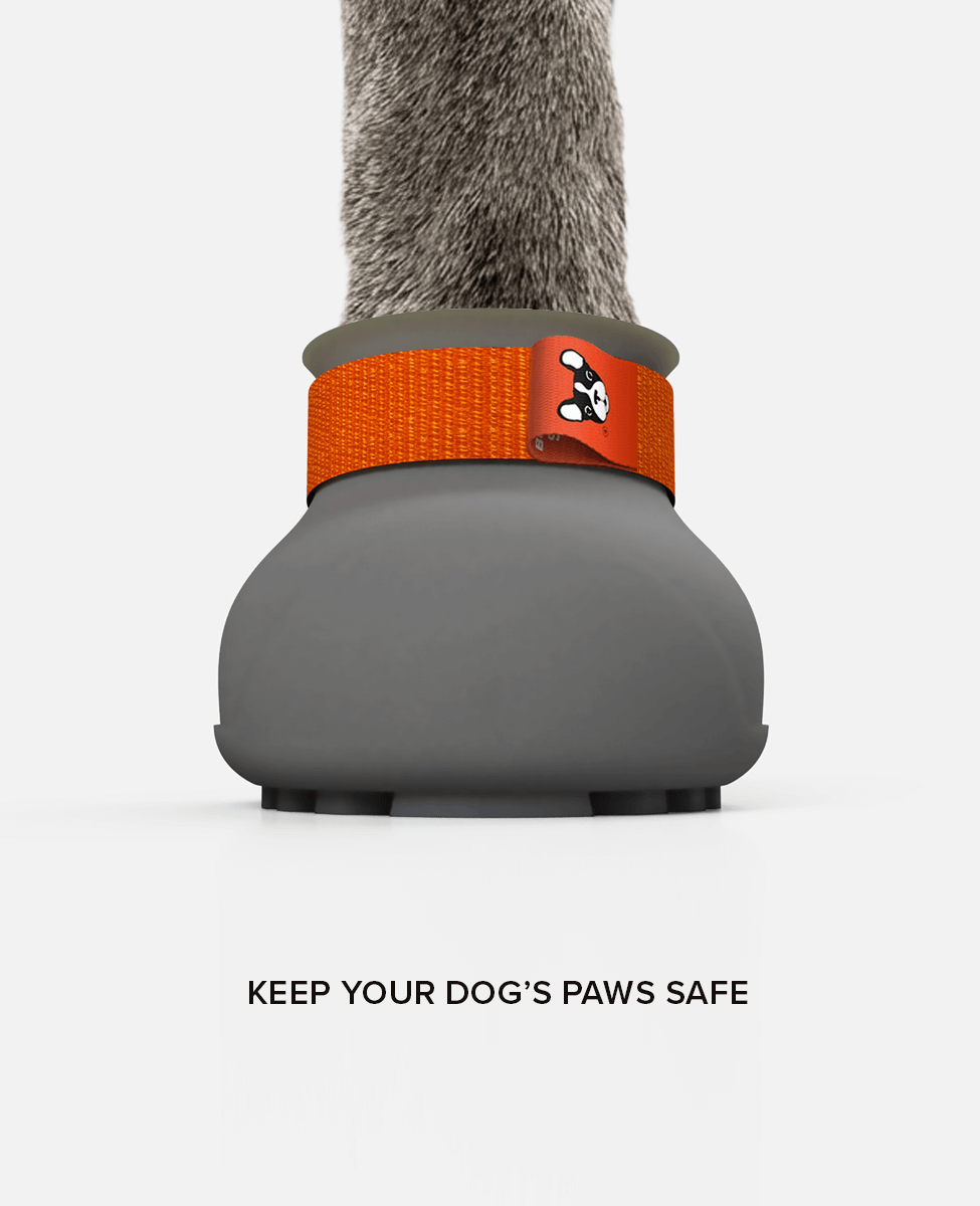 BARK & SOLE custom staffy dog shoe front