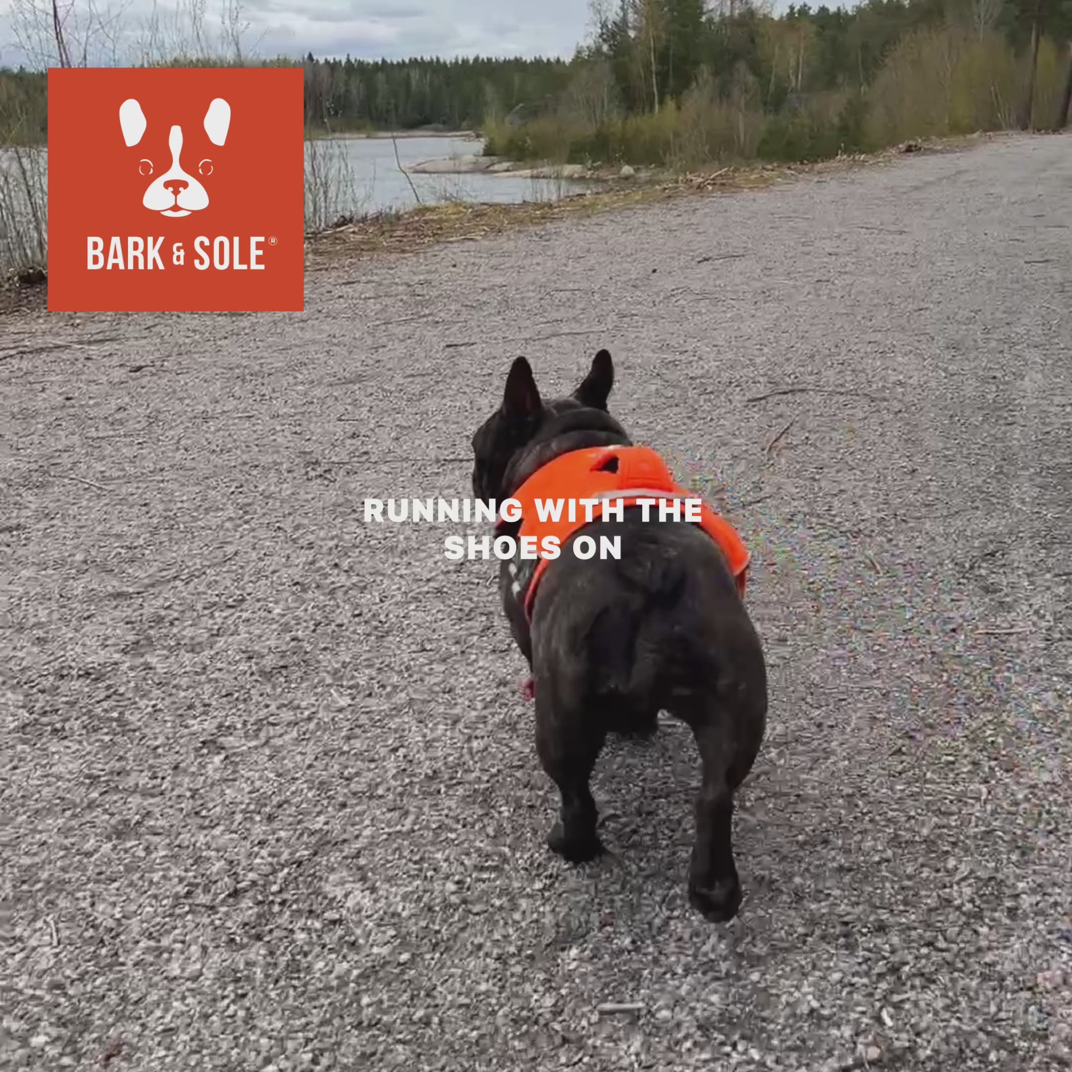 Load video: French bulldog running in custom made dog shoes