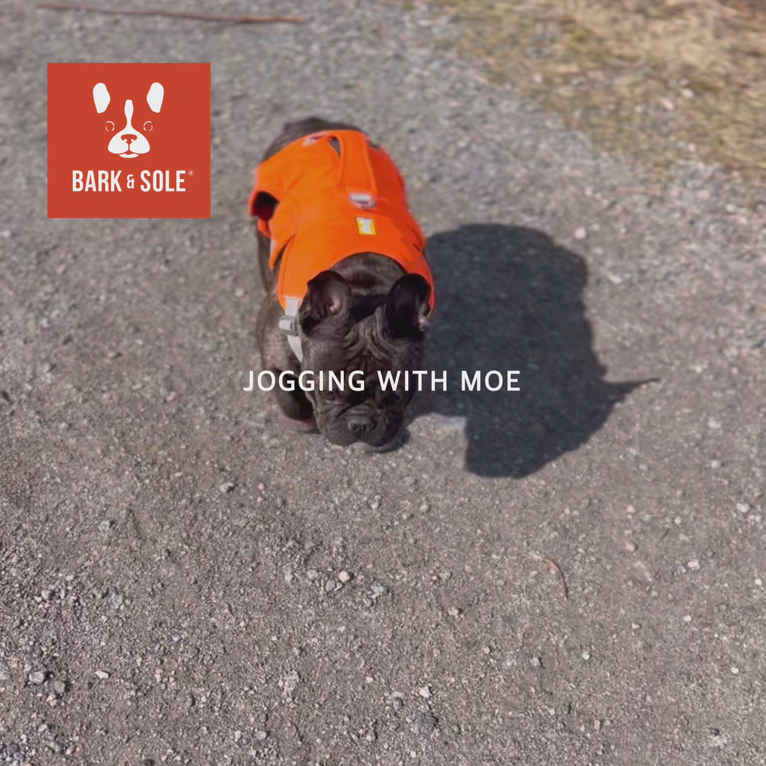 French bulldog running in knuckling dog shoes 