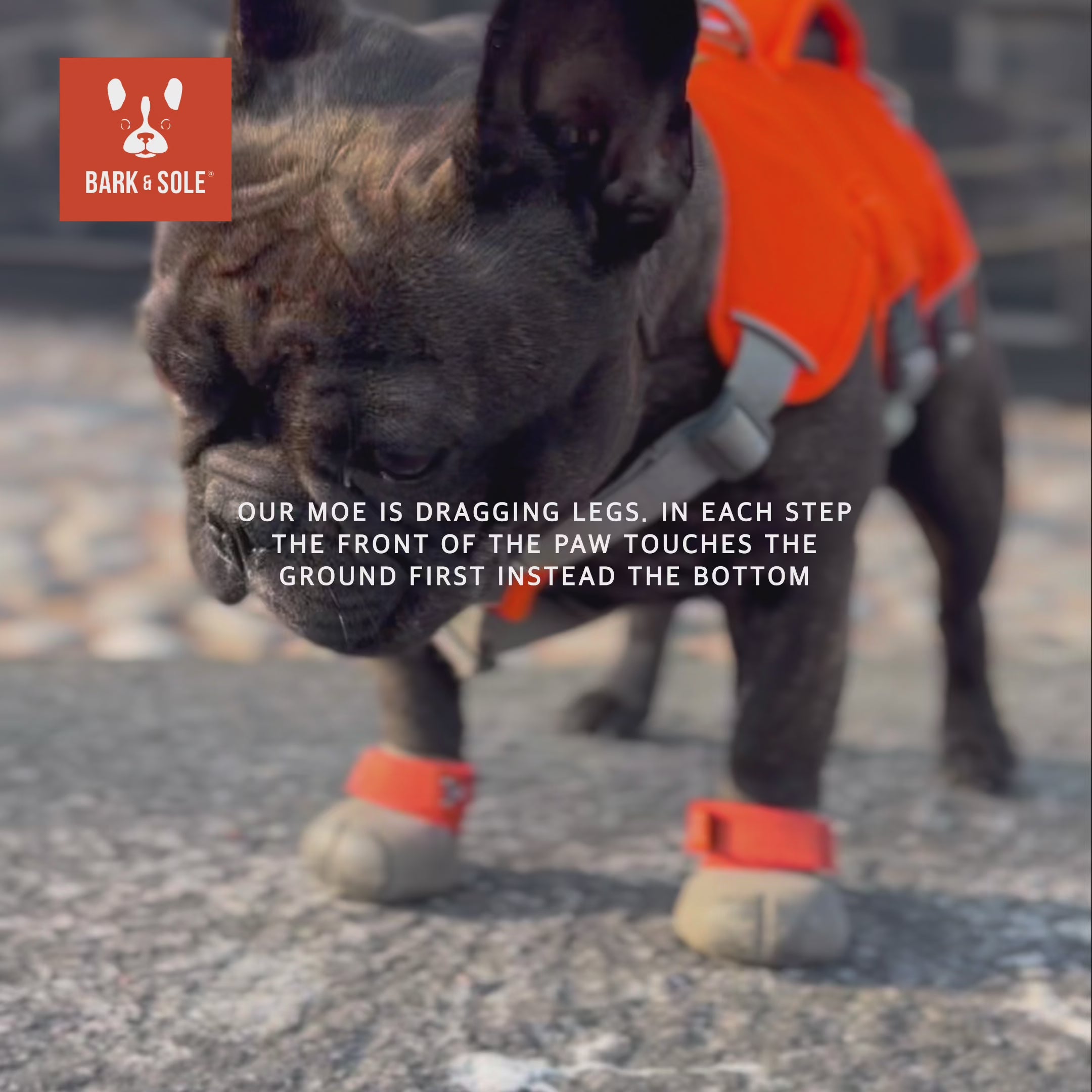 Load video: French bulldog wearing knuckling dog shoes