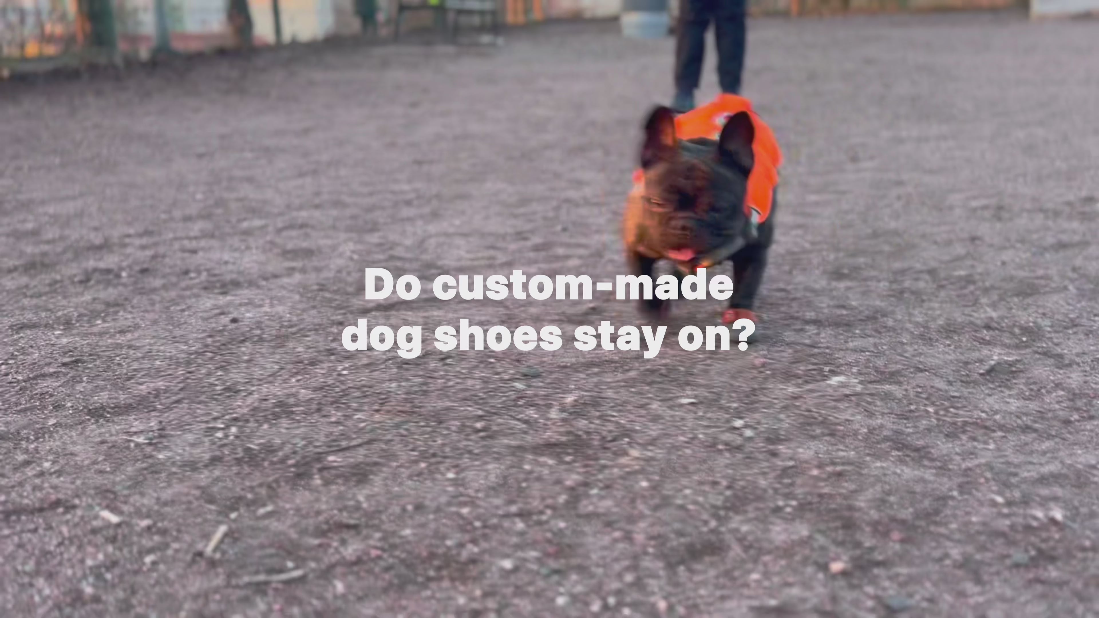 Load video: Custom-made dog shoes stay on, French bulldog shoe