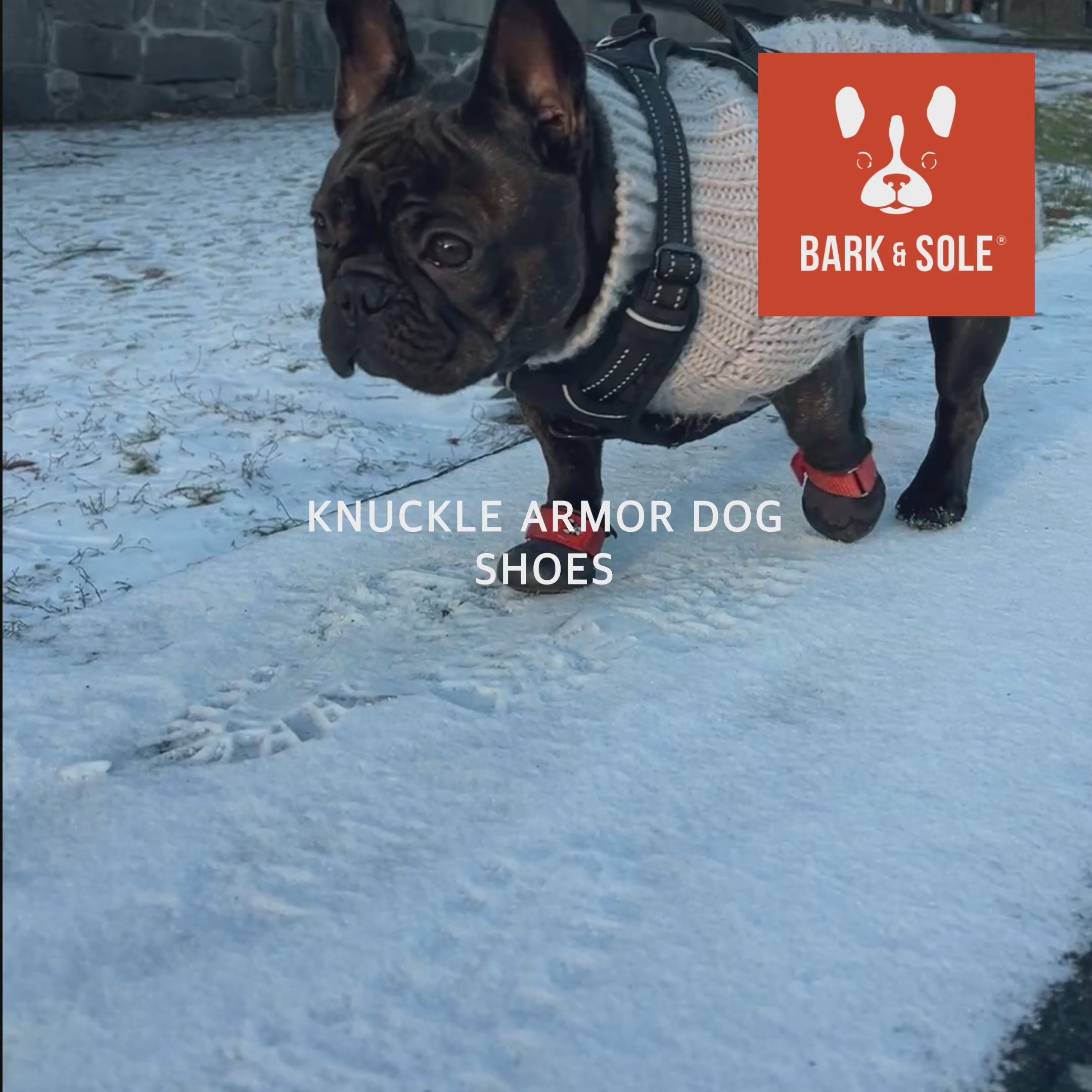 Load video: French bulldog wearing knuckling dog shoes